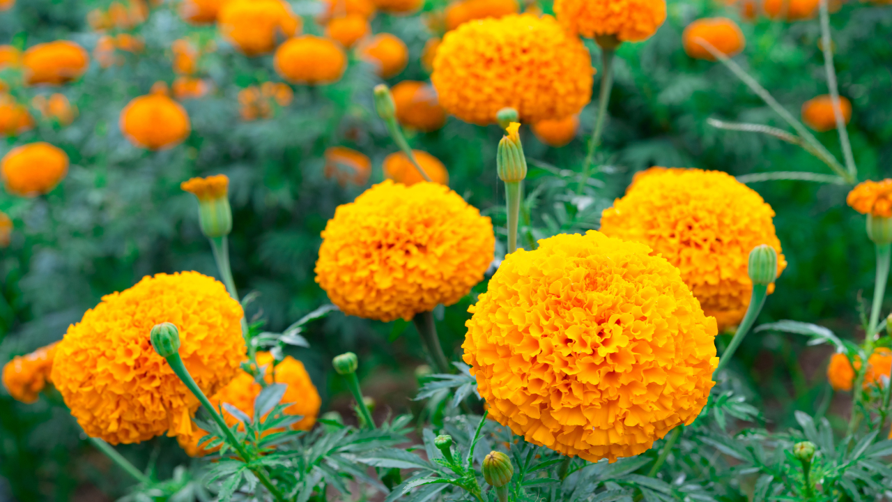 12 Fleurs du Mois de Naissance et Leur Signification ·